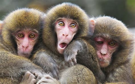 Triple Monkey 3 1xbet